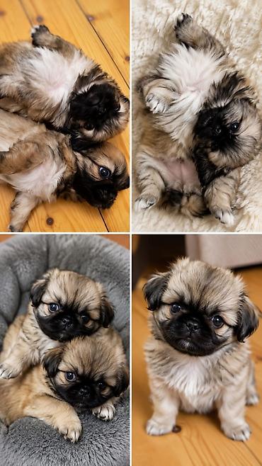 it balasi: Pekines, 2 ay — 3