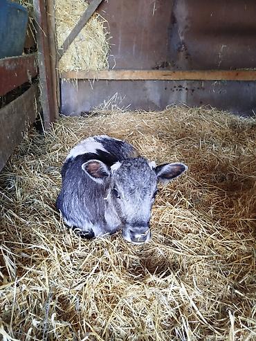 Коровы, быки: Продаю | Бык (самец) | Бельгийская | Для разведения | Искусственник — 6