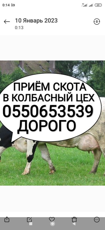 срочно продаю корову: Куплю | Коровы, быки, Лошади, кони