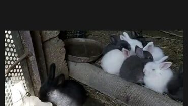 dovşan şekilleri: Dovsan balalari satilir 2 ayliq tam saglamdilar qiymet 6manat
