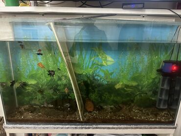Зоотовары: Здравствуйте! Я рад помочь вам выбрать подходящий аквариум для вашего