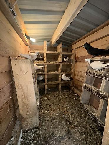 Yuvalar: Ağacdan hazırlanmış rəngli it evi/volyer - Material: qalın taxta — 8