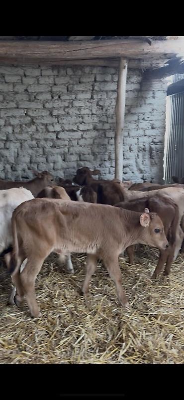 Dana, buzov: Satışda: dana balaları - Növ: yerli cins ətlik/südlük istiqamətə — 28