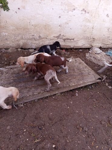 İtlər: Alman qısatüklü ov iti (German Shorthaired Pointer) balaları - Nəsil — 5