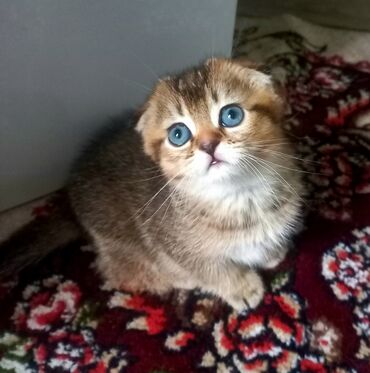 скоттиш фолд шотландская вислоухая кошка: Золотая шиншилла, девочка фолд,проглистована,к лотку приучена,возраст
