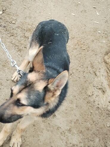 İtlər: Alman çoban iti, 6 ay, Erkek -da lalafo.az — 10 İtlər: Alman çoban iti, 6 ay, Erkek — 10