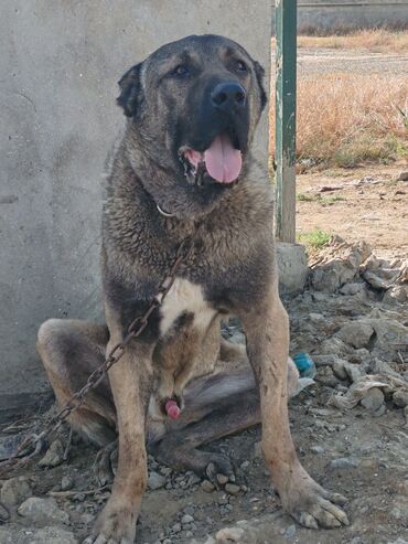 alman coban iti satisi: Kanqal, 3 il, Erkek, Peyvəndli, Pulsuz çatdırılma