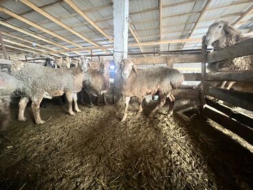 Бараны, овцы: Продаю | Баран (самец) | Для разведения | Племенные — 1