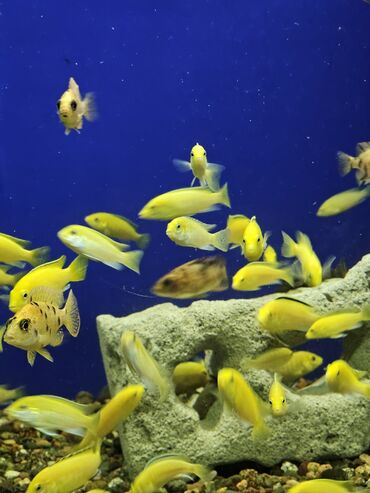 Рыбы: Цихлиды-подростки оптом! - бирюзовая акара - голубой дельфин - — 19