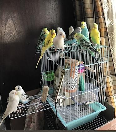 ev itleri qiymeti: SUPER PAPUQAY DƏSTİ 🦜cemi 45 azn ✨ Hamısı bir yerdə – ideal başlanğıc — 7