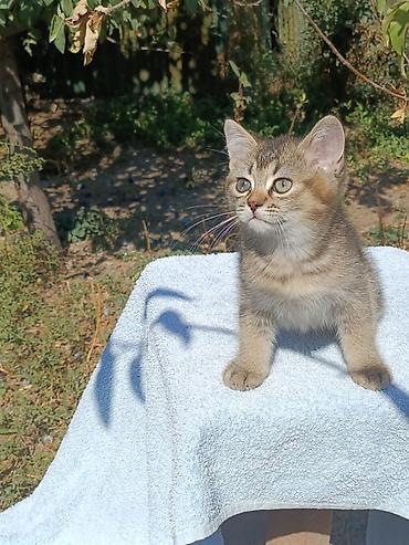 где можно купить кошку в бишкеке: Скотиш Страйт (Шотландская прямоухая), 2 месяца, Мальчик, Золотая шиншилла, Приучена к лотку, Проглистована — 8