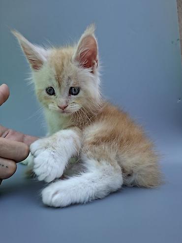 кошка породы мейн кун: 🐾 ЭКСКЛЮЗИВНЫЙ КОТЁНОК МЕЙН-КУН ПОЛИДАКТ 🐾 Предлагается к продаже — 7