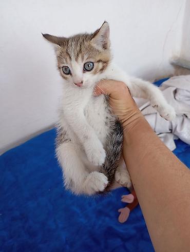 щенки сао: Котёнок мальчик 1,5 месяцев игручий ласковый — 2