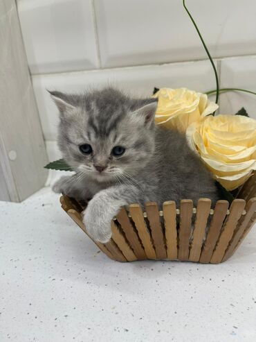 Продажа кошек: Скотиш Страйт (Шотландская прямоухая), 1 месяц, Девочка, Приучена к лотку