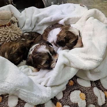 Продажа собак: ПРОДАЮТСЯ ЩЕНКИ ШИ-ТЦУ!!! 3 мальчика и 2 — 3