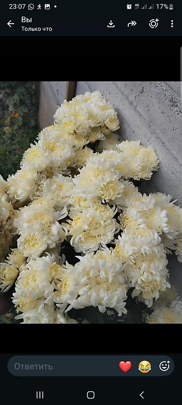 Бөлмө өсүмдүктөрү: Хризантемы крупноцветковые. сортовые в горшках, сиреневая и белая — 2