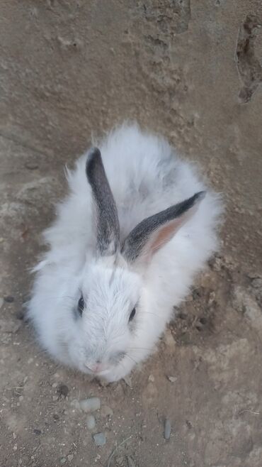heyvanlara verilen xususi adlar: 3 ayliq dovsan