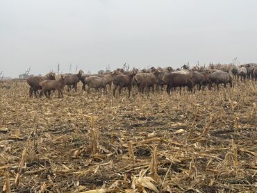 пшеница ячмень: Продаю | Овца (самка) | Гиссарская, Арашан | Для разведения | Матка