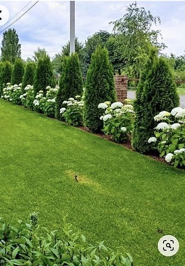 беседка сколько стоит: Туя западная (Thuja occidentalis) для живых изгородей и топиарной — 9