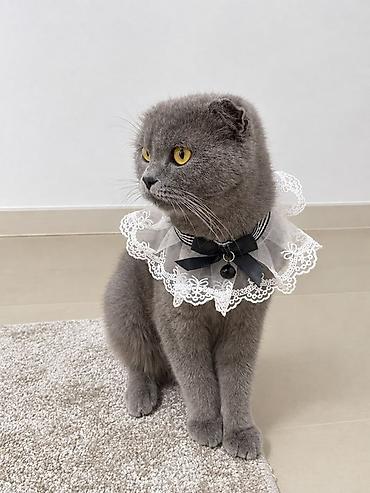 Элегантный кружевной воротник для кошек - Дизайн: воздушный белый at lalafo.kg Элегантный кружевной воротник для кошек - Дизайн: воздушный белый