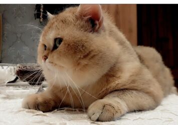 Pişiklər: Britan -da lalafo.az — 4 Pişiklər: Britan — 4