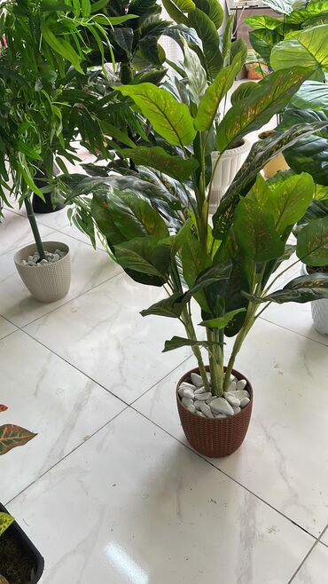 Süni güllər: 🌸 İstədiyiniz dibçəyi, istədiyiniz ölçüdə yığırıq! 🏡 Evlər, ofislər -da lalafo.az — 23 Süni güllər: 🌸 İstədiyiniz dibçəyi, istədiyiniz ölçüdə yığırıq! 🏡 Evlər, ofislər — 23