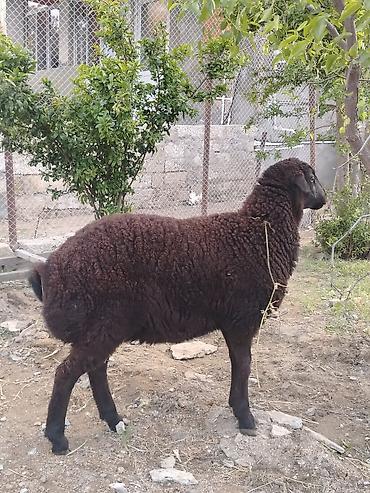 balın kilosu: Dişi, il: 1, Damazlıq, Ünvandan götürmə — 1
