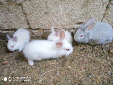 Dovşanlar: Kərlik ucuz qiymətə dovşanlar satılır krolik karliklar tüklü şir baş — 3