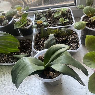 молочай цветок: Колеус (Solenostemon) пестролистный, сорт с крупными волнистыми — 3