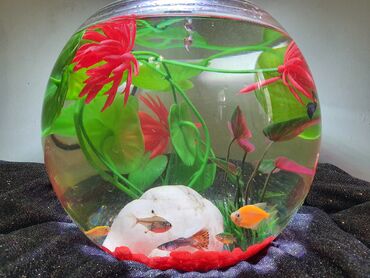 рыба живая: Нано аквариум 
от 1800с в завтсимости от формы и литража