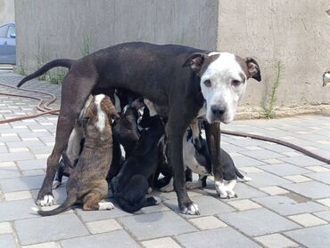 Pitbul, 2 ay, Erkek