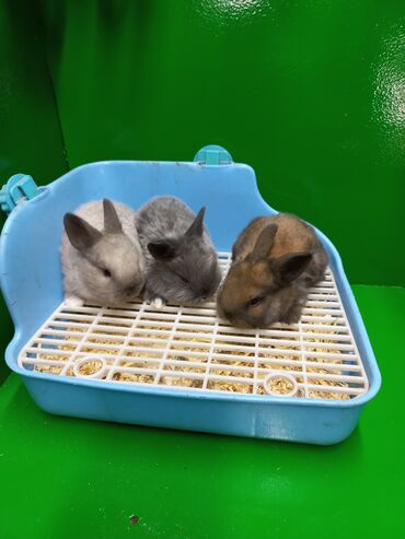 Декоративные кролики: Крольчата карликовые декоративные. ждут новых хозяев
