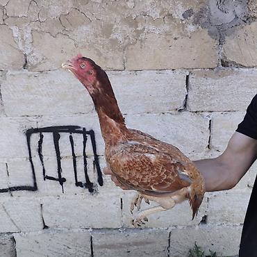 barter xoruz: Diqqətlə oxu 👉 qiymət razılaşma yoluynan Salam yaxşı qan xətti xoruz — 8