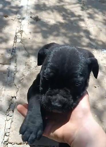 cane corso yavru: Kane-Korso, 2 ay, Erkək, Peyvəndli — 3