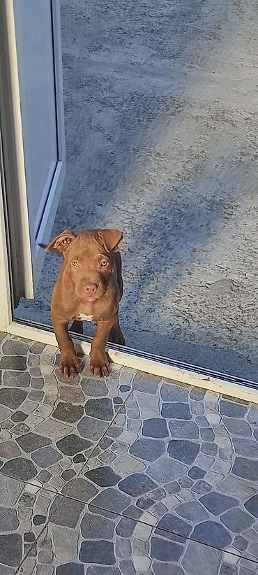 Pitbul, 2 ay, Dişi, Peyvəndli lalafo.az -da Pitbul, 2 ay, Dişi, Peyvəndli
