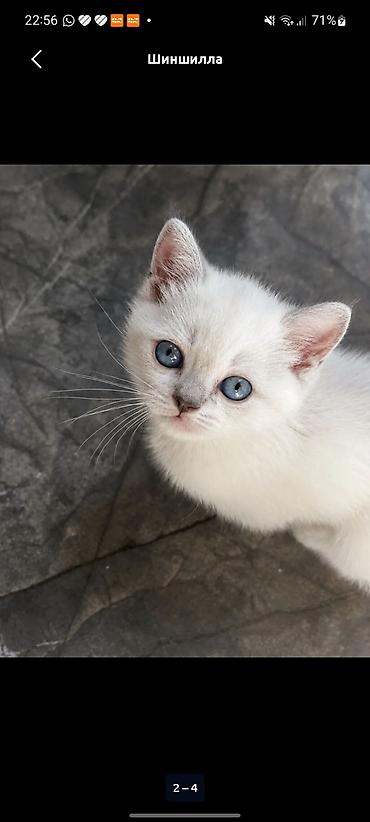 chinchilla kedi: Britan — 1