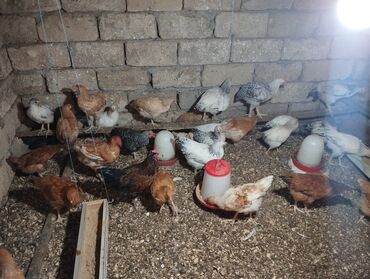 Коровы, быки: 3 aylıq serebrisler. iclerinde xarkov ve lider sortuda var. 20 dene