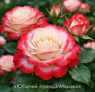 Роза: Саженцы Самовывоз at lalafo.kg — 3 Роза: Саженцы Самовывоз — 3