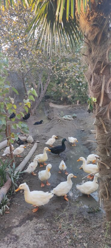 отдам в хорошие руки котят: Самец, Для разведения