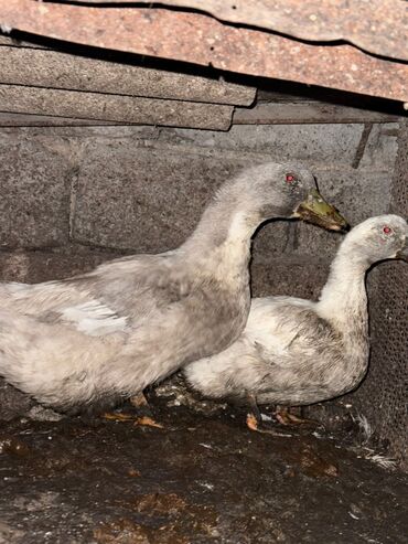 продажа домашних животных: Продам пару уток lalafo.kg да продажа домашних животных: Продам пару уток