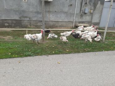 Hinduşka: Erkək, Ətlik, Ödənişli çatdırılma — 9