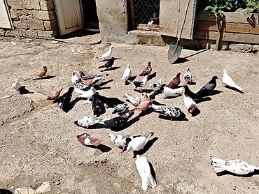 qus yuvalari: Salam quslar maşdagadadi hopdom 7manatdan tek tek sec götur 10manat — 1