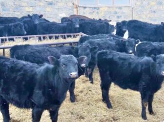 продаю дойных коров: Сатам | Уй (ургаачы), Бука (эркек), Кунаажын | Герефорд, Ангус, Голштин | Союуга, Көбөйтүү үчүн, Сүт алуу үчүн | Асыл тукумдуу