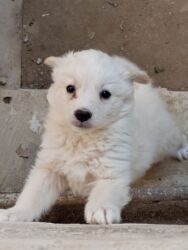 i̇tlər pekines: 1 ay, Dişi, Ünvandan götürmə