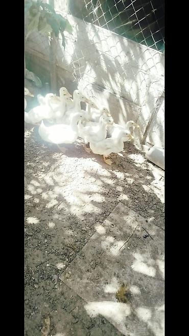 pekin ördeği: Salam tam saqlam 2 ayliq pekin kuban oredeklerdir 11 ededir .Unavn — 2