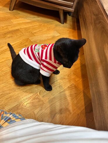 Pişiklər: Sekilleri cevirib baxin her biri pulsuz sahiblendirilir. tertemiz ev — 11