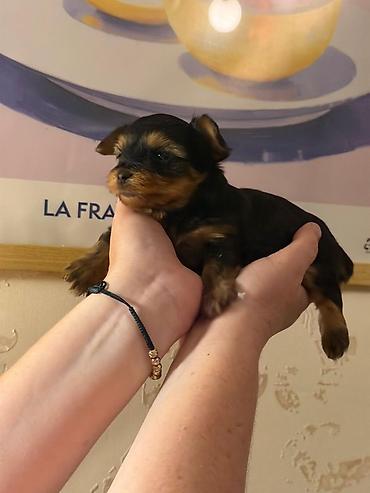zvanok balası: Cins: Yorkshire Terrier (yorki) balası Rəng: Qara‑tünd qəhvəyi (tan — 6