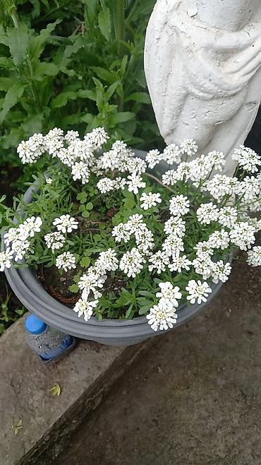 Другие садовые цветы и кустарники: Продаю разные цветы,злаковые: овсяница сизая,мискантус от 200с — 18