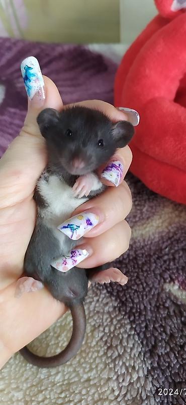Крысы: Привет друзья !! У нас родились красивые крысята.Друзья в питомнике - — 2