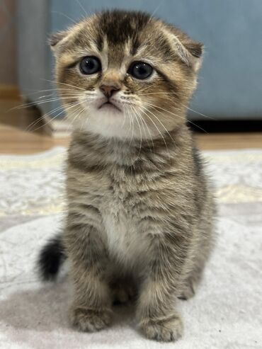 Pişiklər: Şotland yastı qulaq, Erkək, Dişi, Yaxşı əllərə, Ünvandan götürmə, Pulsuz çatdırılma, Ödənişli çatdırılma — 11